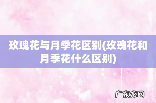 玫瑰花和月季花什么区别 玫瑰花与月季花区别