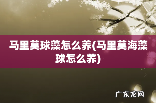 马里莫海藻球怎么养 马里莫球藻怎么养