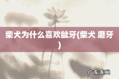 柴犬 磨牙 柴犬为什么喜欢龇牙