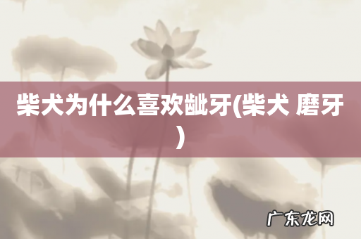 柴犬 磨牙 柴犬为什么喜欢龇牙