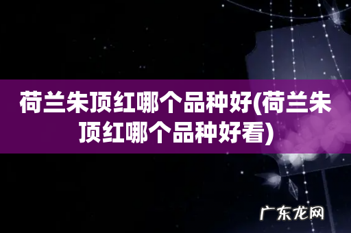荷兰朱顶红哪个品种好看 荷兰朱顶红哪个品种好