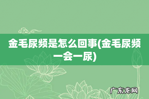 金毛尿频一会一尿 金毛尿频是怎么回事