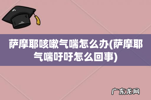 萨摩耶气喘吁吁怎么回事 萨摩耶咳嗽气喘怎么办