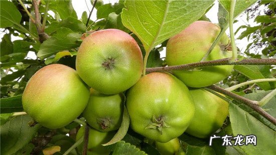 孕妇总失眠是怎么回事 孕妇失眠是什么原因?