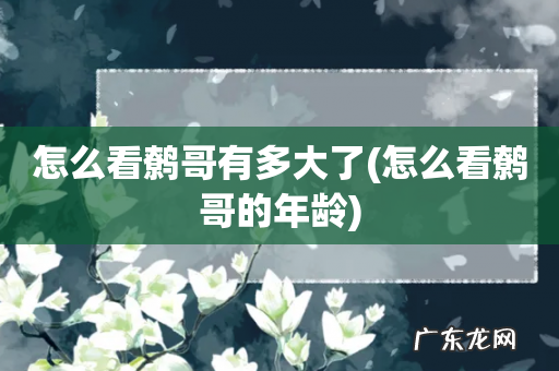 怎么看鹩哥的年龄 怎么看鹩哥有多大了