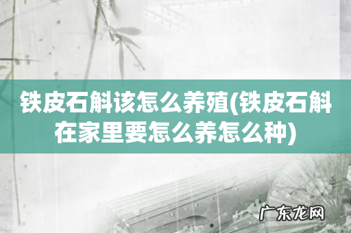 铁皮石斛在家里要怎么养怎么种 铁皮石斛该怎么养殖