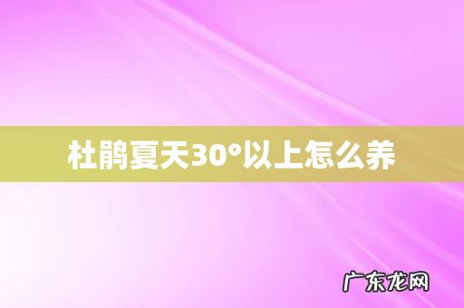 杜鹃夏天30°以上怎么养