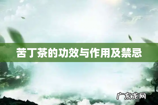 苦丁茶的功效与作用及禁忌