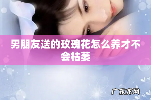 男朋友送的玫瑰花怎么养才不会枯萎