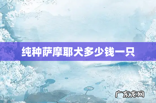 纯种萨摩耶犬多少钱一只