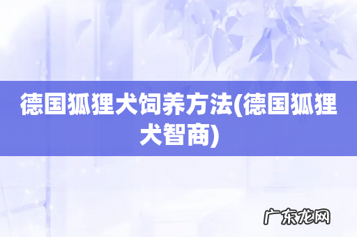 德国狐狸犬智商 德国狐狸犬饲养方法