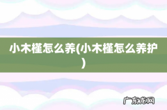 小木槿怎么养护 小木槿怎么养