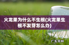 火龙果生根不发芽怎么办 火龙果为什么不生根