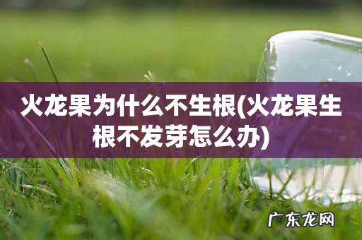 火龙果生根不发芽怎么办 火龙果为什么不生根