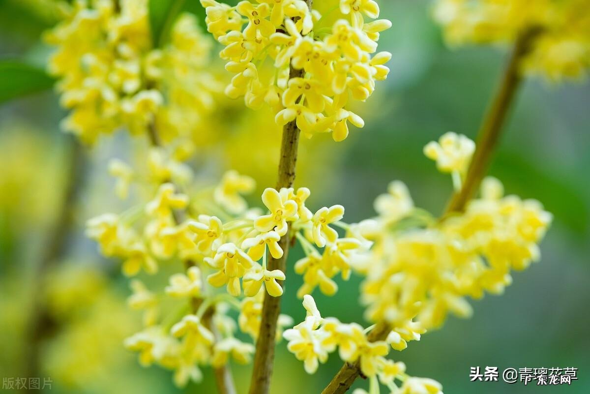 金鱼缸适合养什么植物 风水缸养什么植物