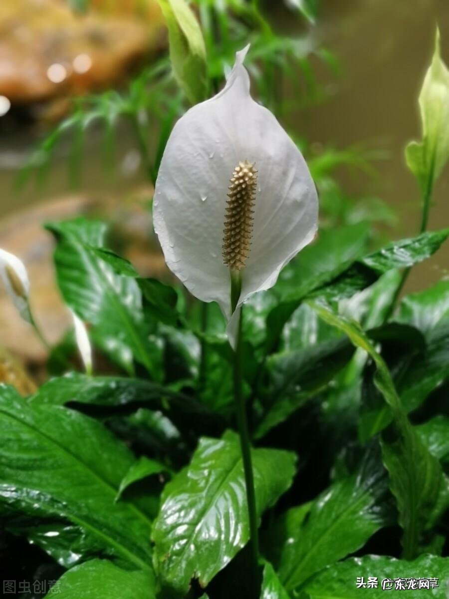 金鱼缸适合养什么植物 风水缸养什么植物