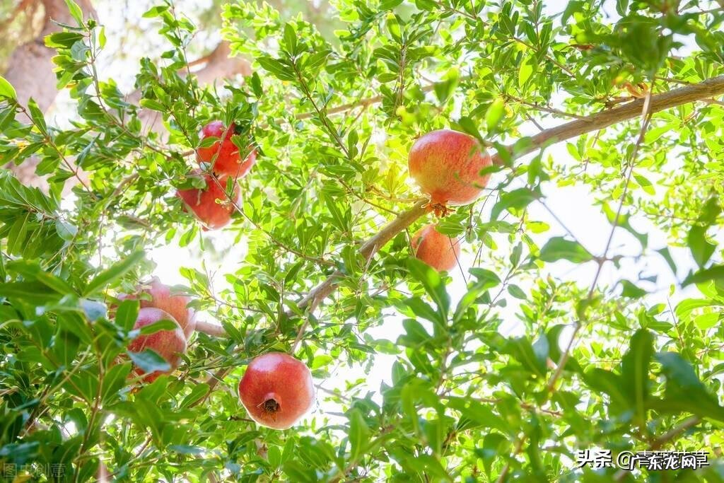 金鱼缸适合养什么植物 风水缸养什么植物