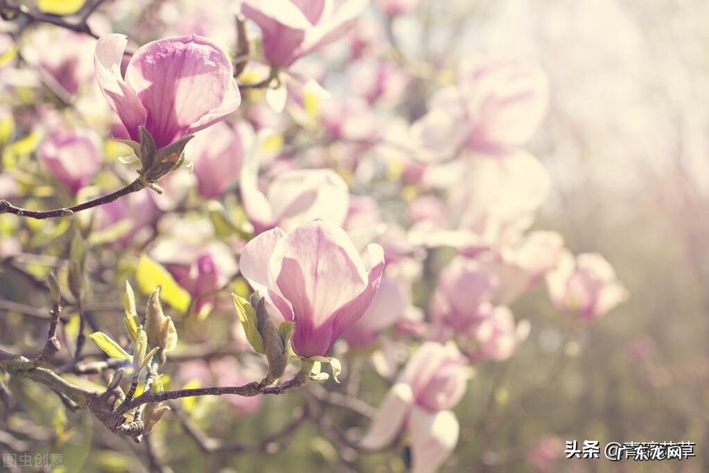 金鱼缸适合养什么植物 风水缸养什么植物