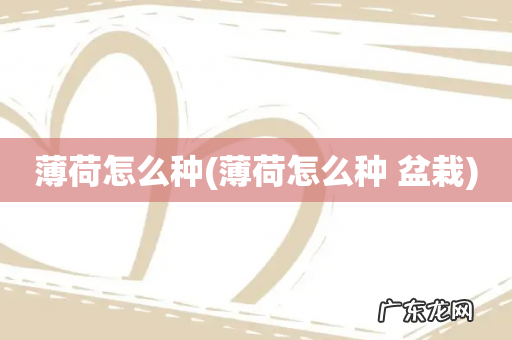 薄荷怎么种 盆栽 薄荷怎么种