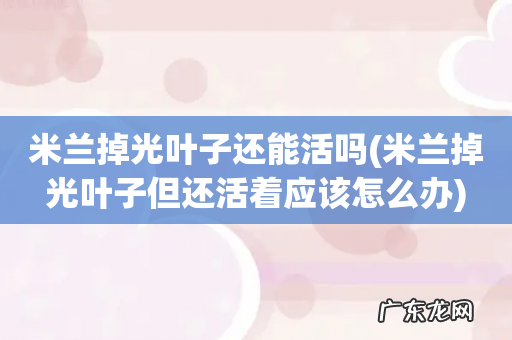 米兰掉光叶子但还活着应该怎么办 米兰掉光叶子还能活吗
