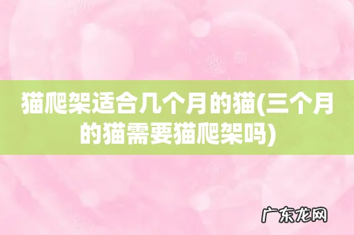 三个月的猫需要猫爬架吗 猫爬架适合几个月的猫