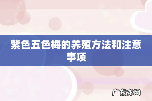 紫色五色梅的养殖方法和注意事项