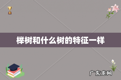 榉树和什么树的特征一样