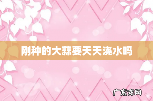 刚种的大蒜要天天浇水吗