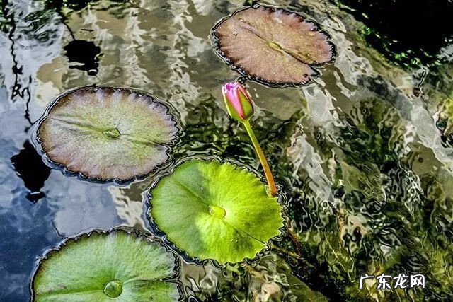 室内水下摄影 微风水下摄影
