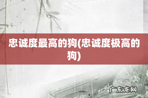 忠诚度极高的狗 忠诚度最高的狗