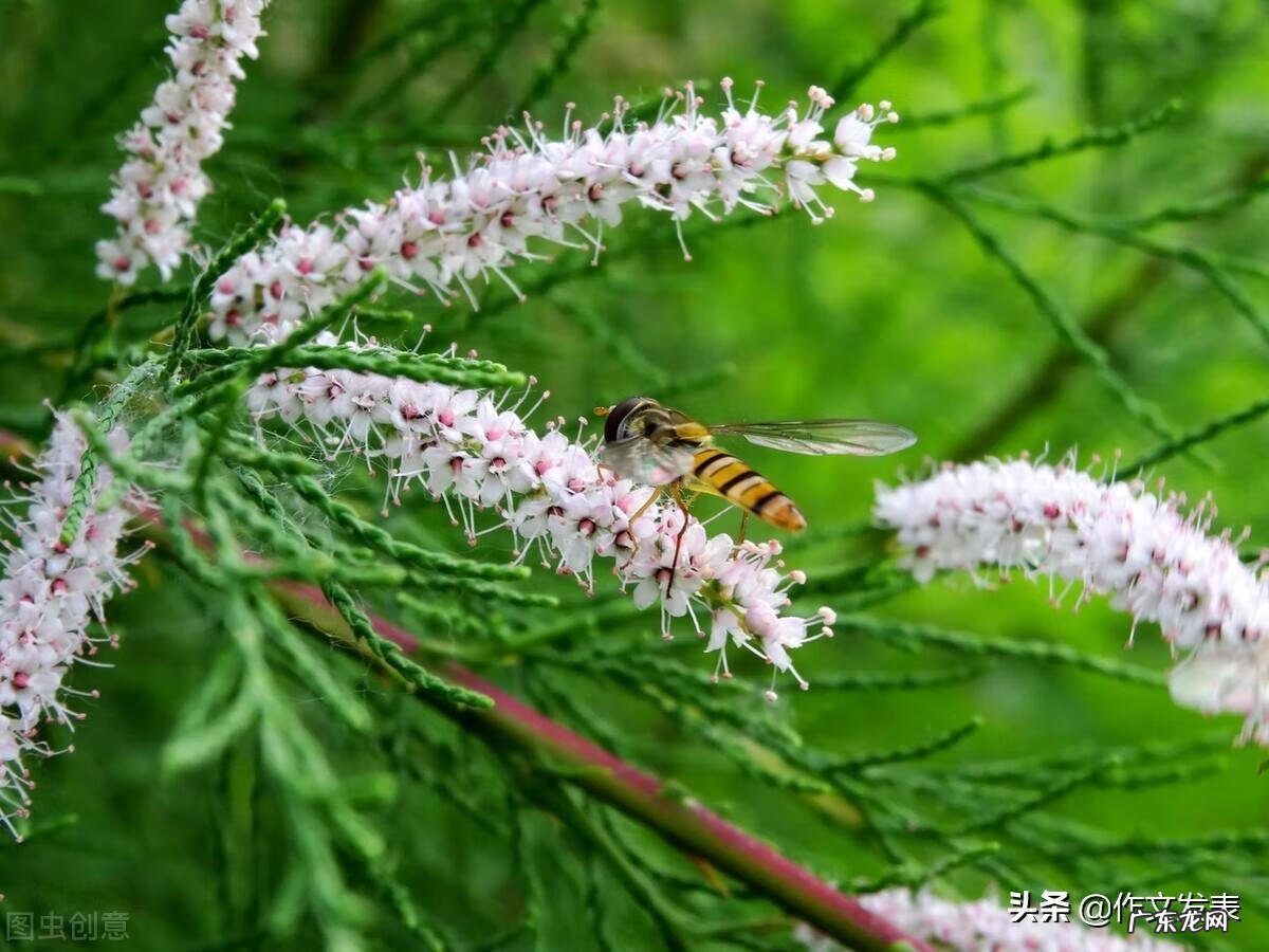 工作中学会宽容 学会宽容作文