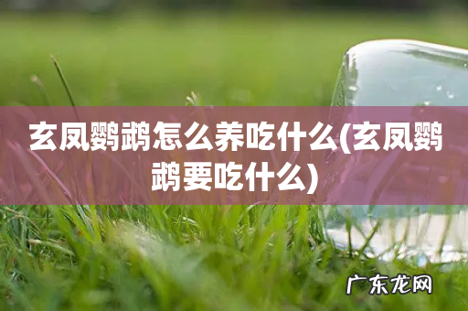 玄凤鹦鹉要吃什么 玄凤鹦鹉怎么养吃什么