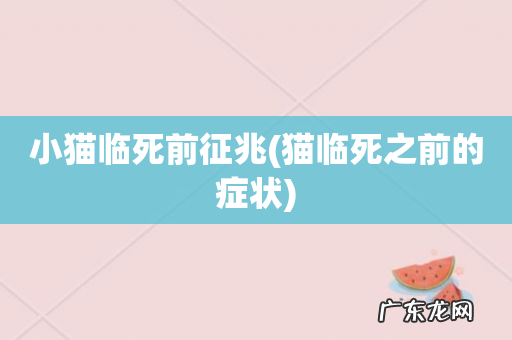 猫临死之前的症状 小猫临死前征兆