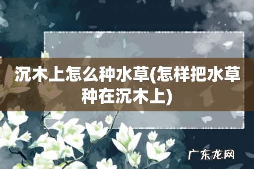 怎样把水草种在沉木上 沉木上怎么种水草