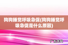 狗狗睡觉呼吸急促是什么原因 狗狗睡觉呼吸急促