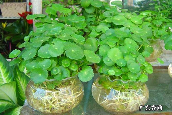 家里养什么植物风水好 适合家里风水养的植物