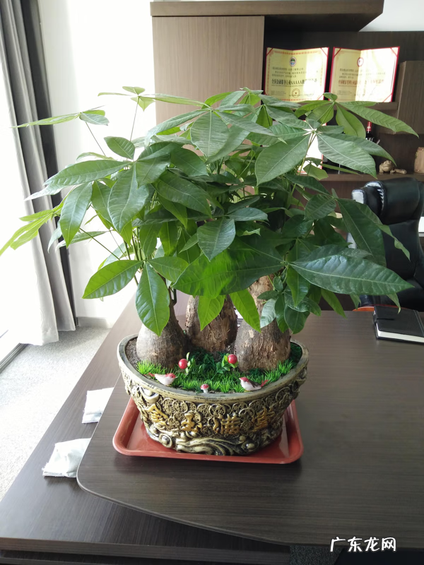 家里养什么植物风水好 适合家里风水养的植物