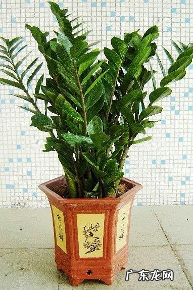 家里养什么植物风水好 适合家里风水养的植物