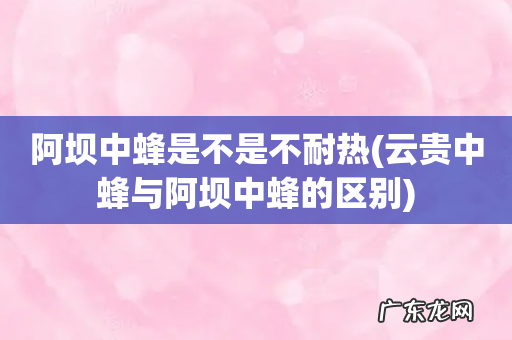 云贵中蜂与阿坝中蜂的区别 阿坝中蜂是不是不耐热