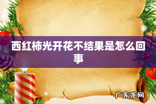 西红柿光开花不结果是怎么回事