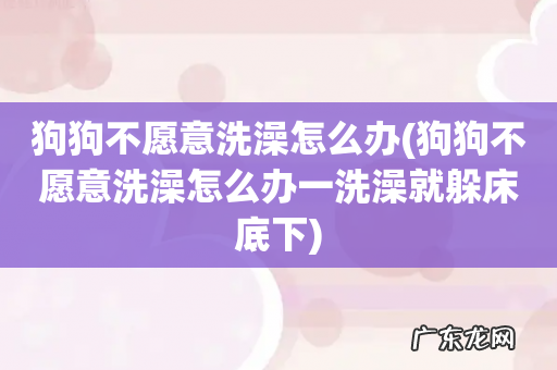 狗狗不愿意洗澡怎么办一洗澡就躲床底下 狗狗不愿意洗澡怎么办