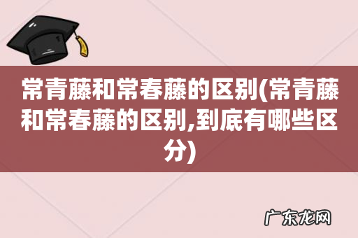 常青藤和常春藤的区别,到底有哪些区分 常青藤和常春藤的区别