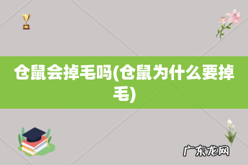 仓鼠为什么要掉毛 仓鼠会掉毛吗