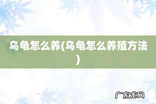 乌龟怎么养殖方法 乌龟怎么养