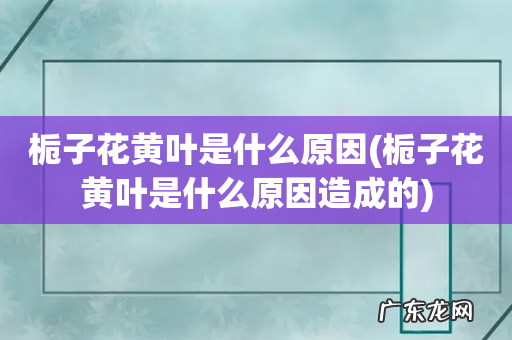 栀子花黄叶是什么原因造成的 栀子花黄叶是什么原因