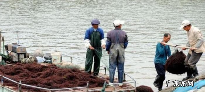 龙须菜是啥 什么是龙须菜?