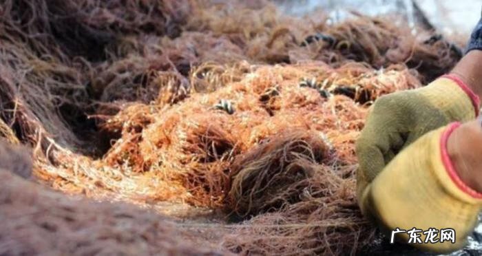 龙须菜是啥 什么是龙须菜?