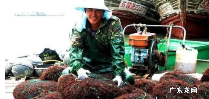 龙须菜是啥 什么是龙须菜?