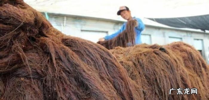 龙须菜是啥 什么是龙须菜?