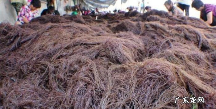 龙须菜是啥 什么是龙须菜?